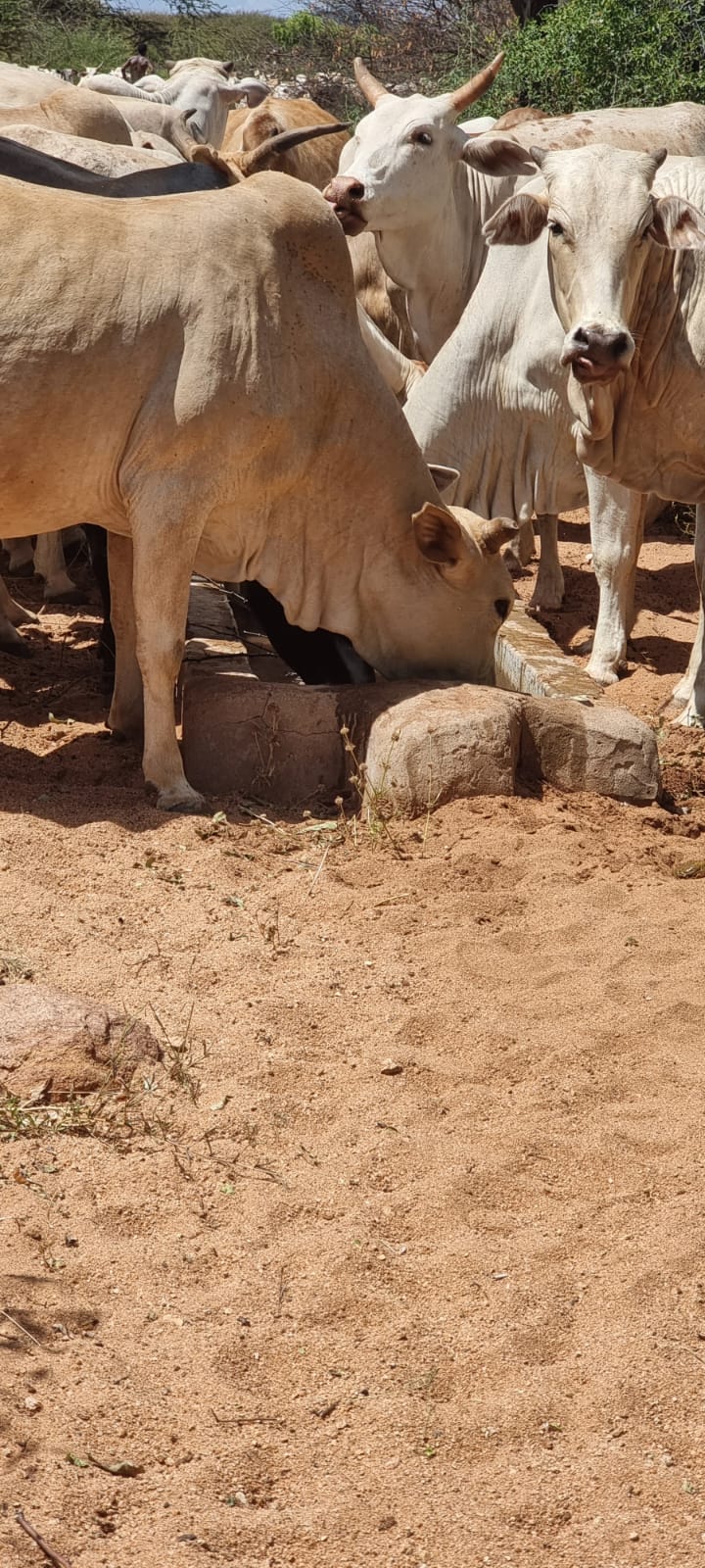 Cattle Sourcing & Fattening