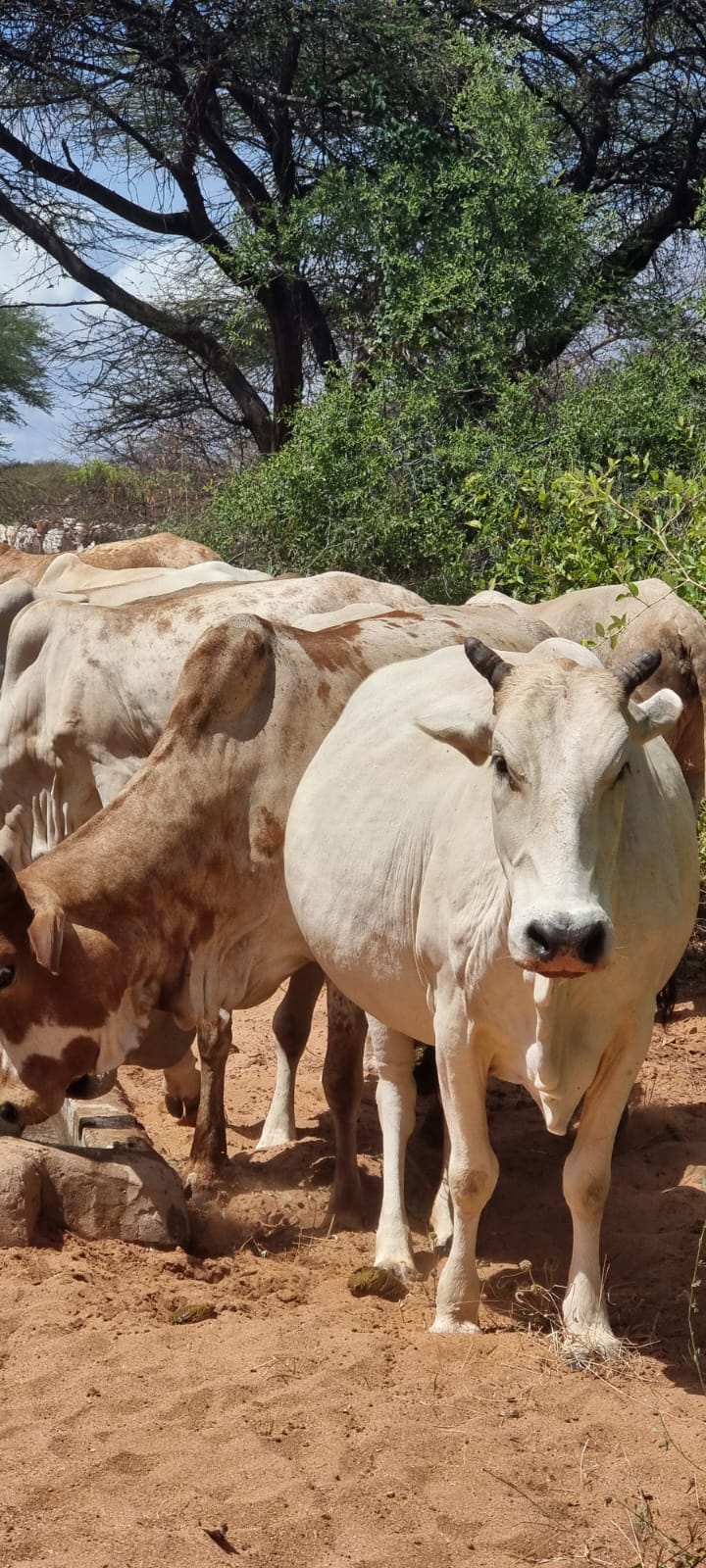 Solar-Powered Feedlot & Fattening