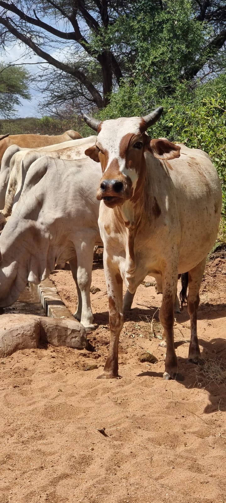 WhatsApp Image 2026-03-08 at 6.46.26 PM (1)