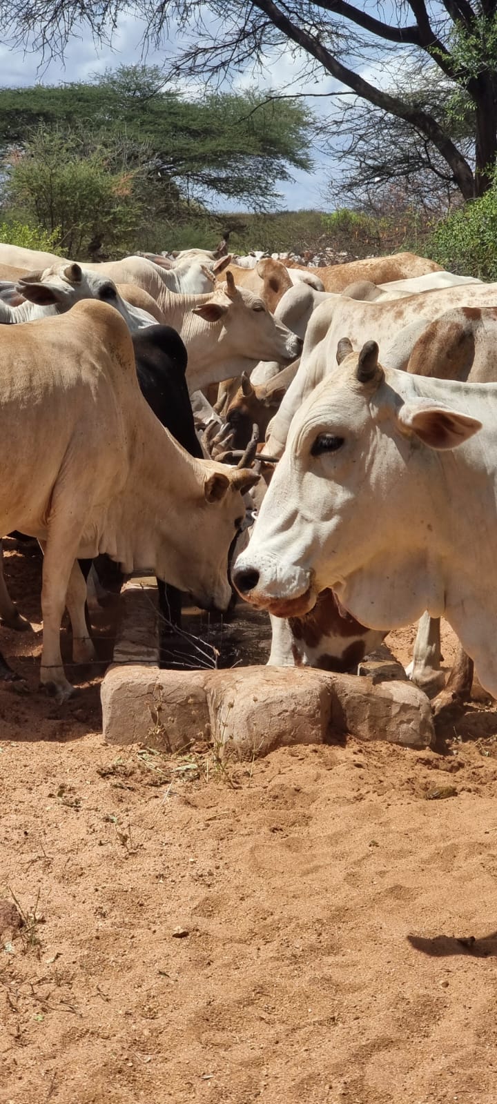 WhatsApp Image 2026-03-08 at 6.46.27 PM (1)