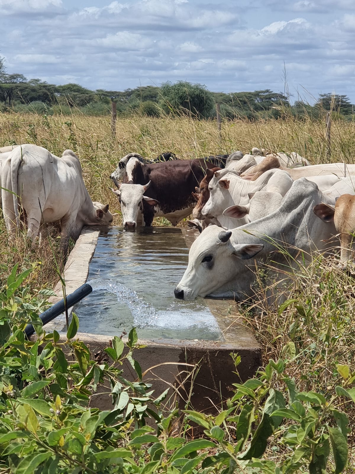 WhatsApp Image 2026-03-08 at 6.43.22 PM