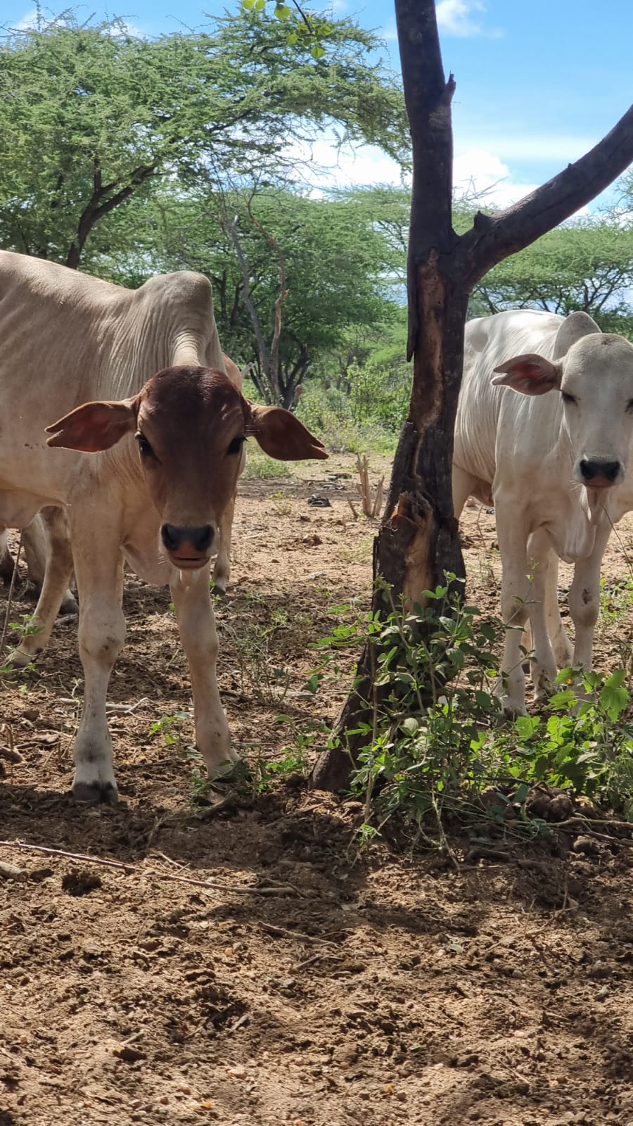 WhatsApp Image 2026-03-08 at 6.46.24 PM