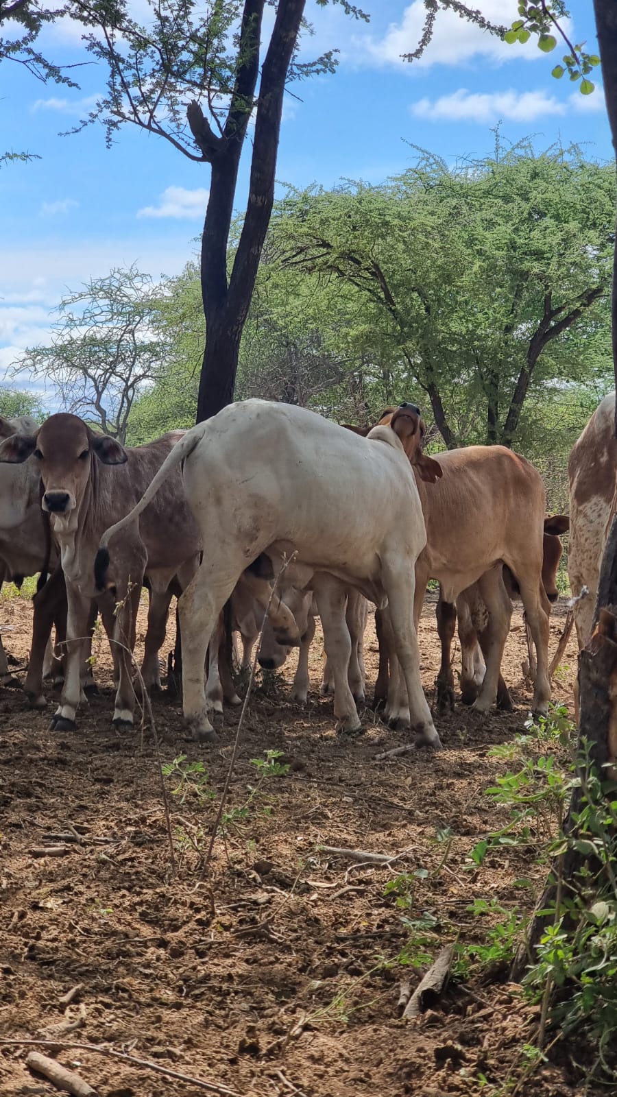 WhatsApp Image 2026-03-08 at 6.46.22 PM