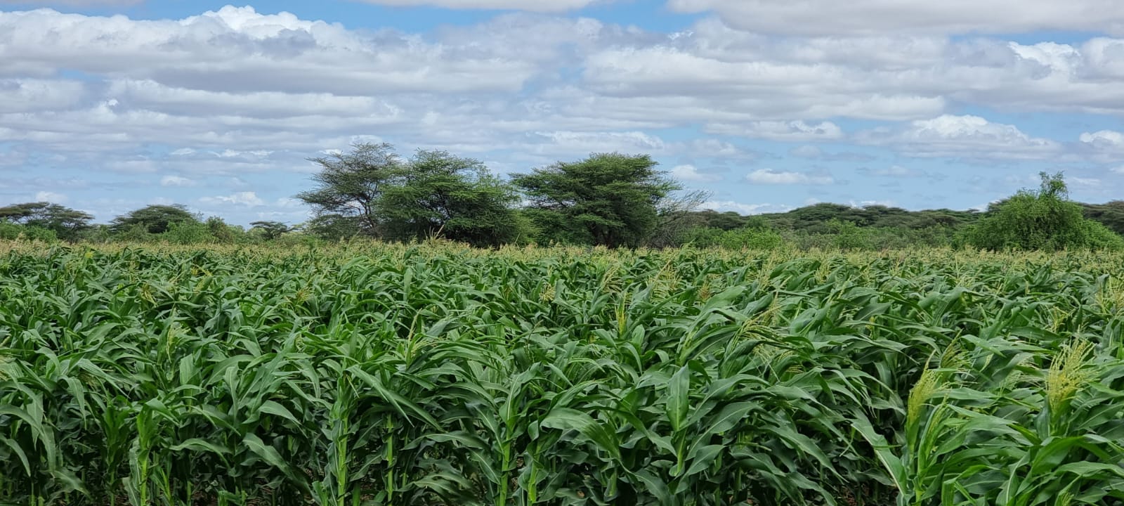 WhatsApp Image 2026-03-08 at 6.46.28 PM (2)