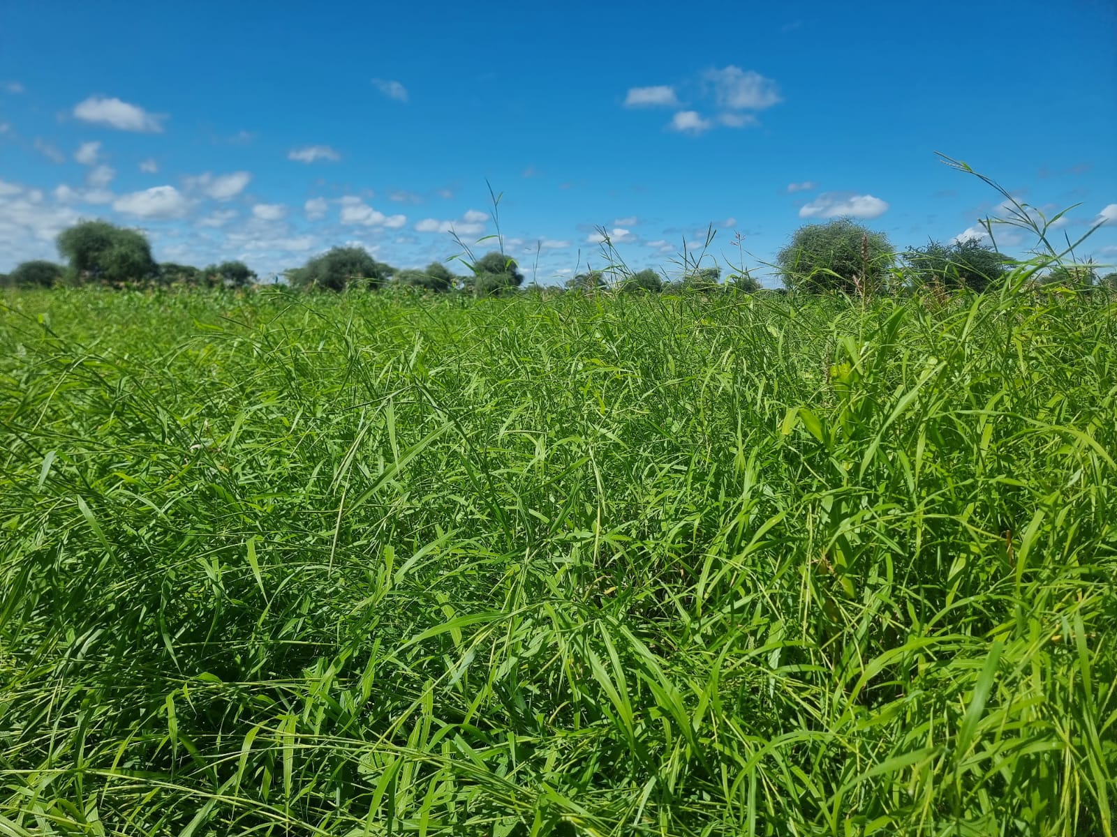 WhatsApp Image 2026-03-08 at 6.44.19 PM (1)