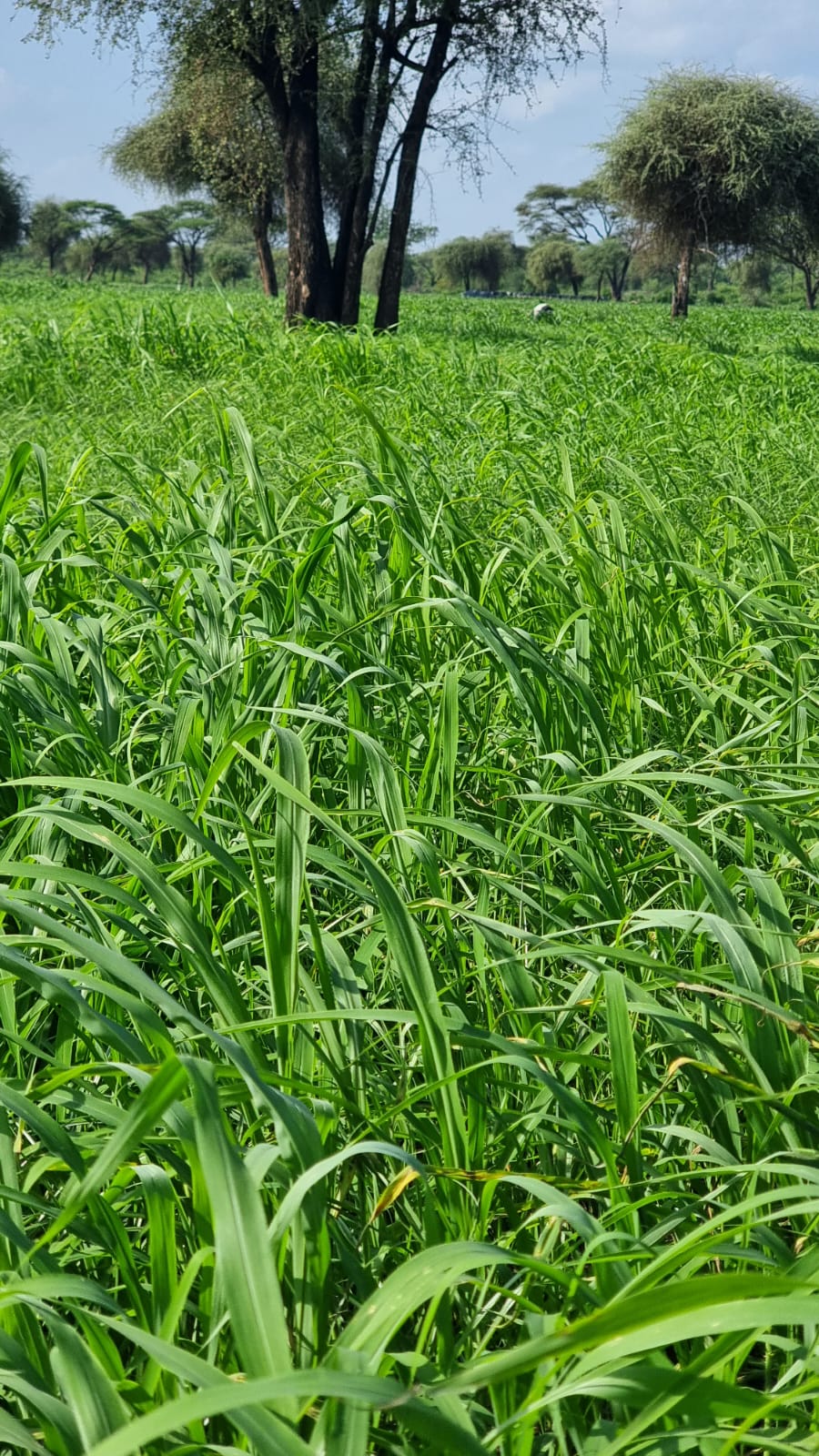 WhatsApp Image 2026-03-08 at 6.44.21 PM (1)